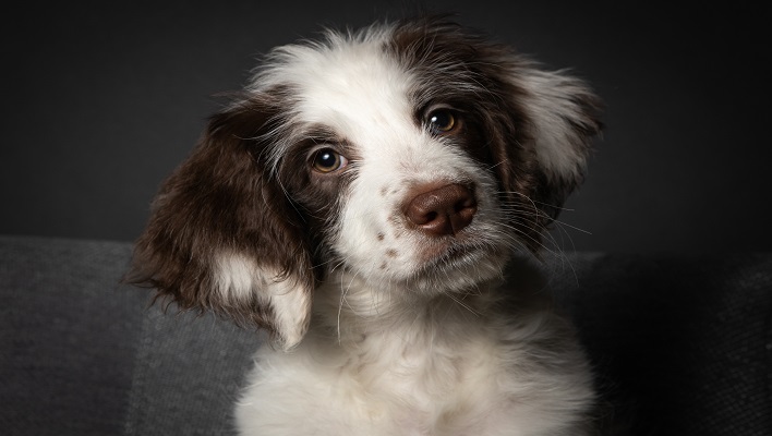 Curso de Peluquería Canina