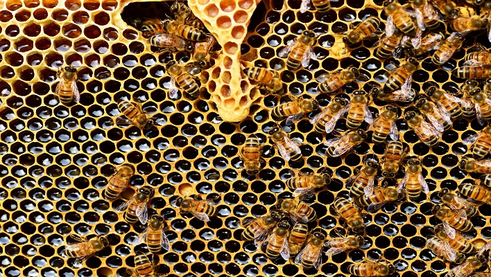 Curso de apicultura